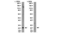 MT-ATP6, Mouse anti-Human, Clone: 1G7-1G2, Millipore Sigma 25&mu;g; Unconjugated:Antibodies,